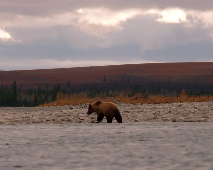 Noatak National Preserve — Grizzly on the Noatak River