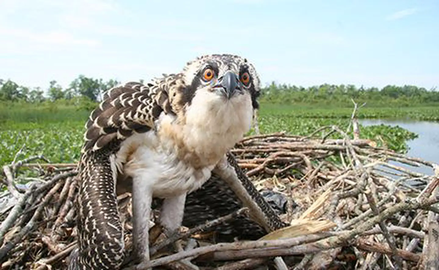 Chesapeake Bay Maryland National Estuarine Research Reserve — Osprey Banding in Chesapeake Bay National Estuarine Research Reserve, Maryland