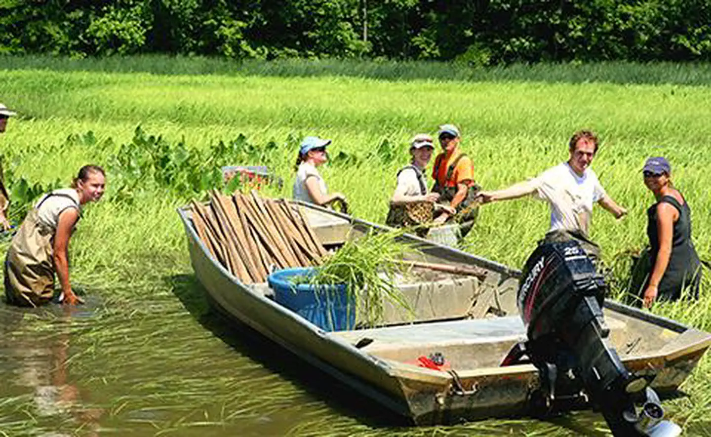 Chesapeake Bay Maryland National Estuarine Research Reserve — Wild rice planting in Chesapeake Bay National Estuarine Research Reserve, Maryland