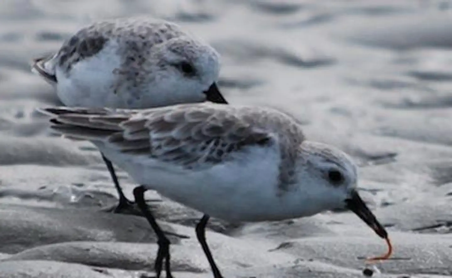 North Carolina National Estuarine Research Reserve