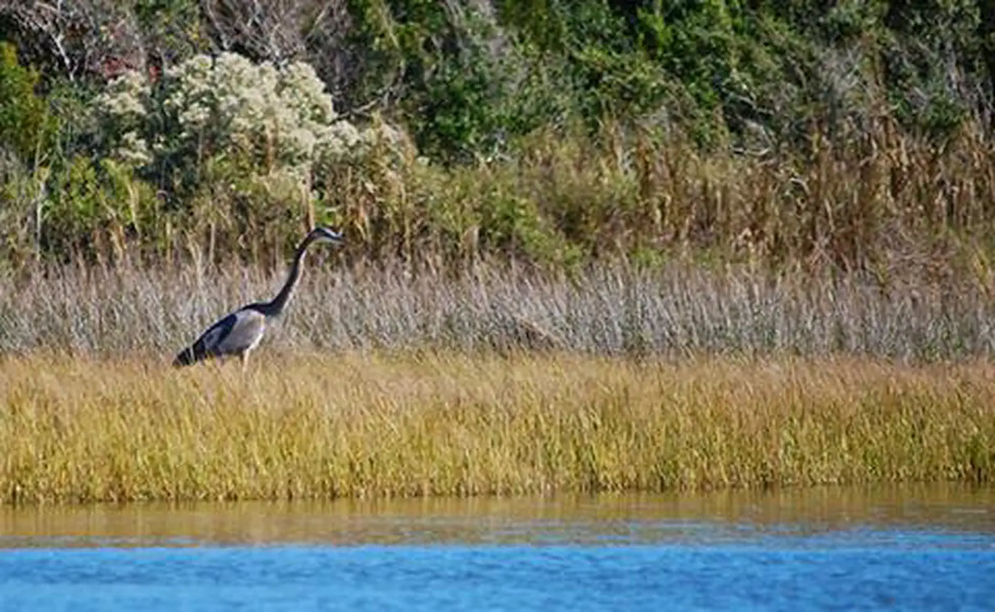 North Carolina National Estuarine Research Reserve — Heron in the North Carolina National Estuarine Research Reserve, North Carolina