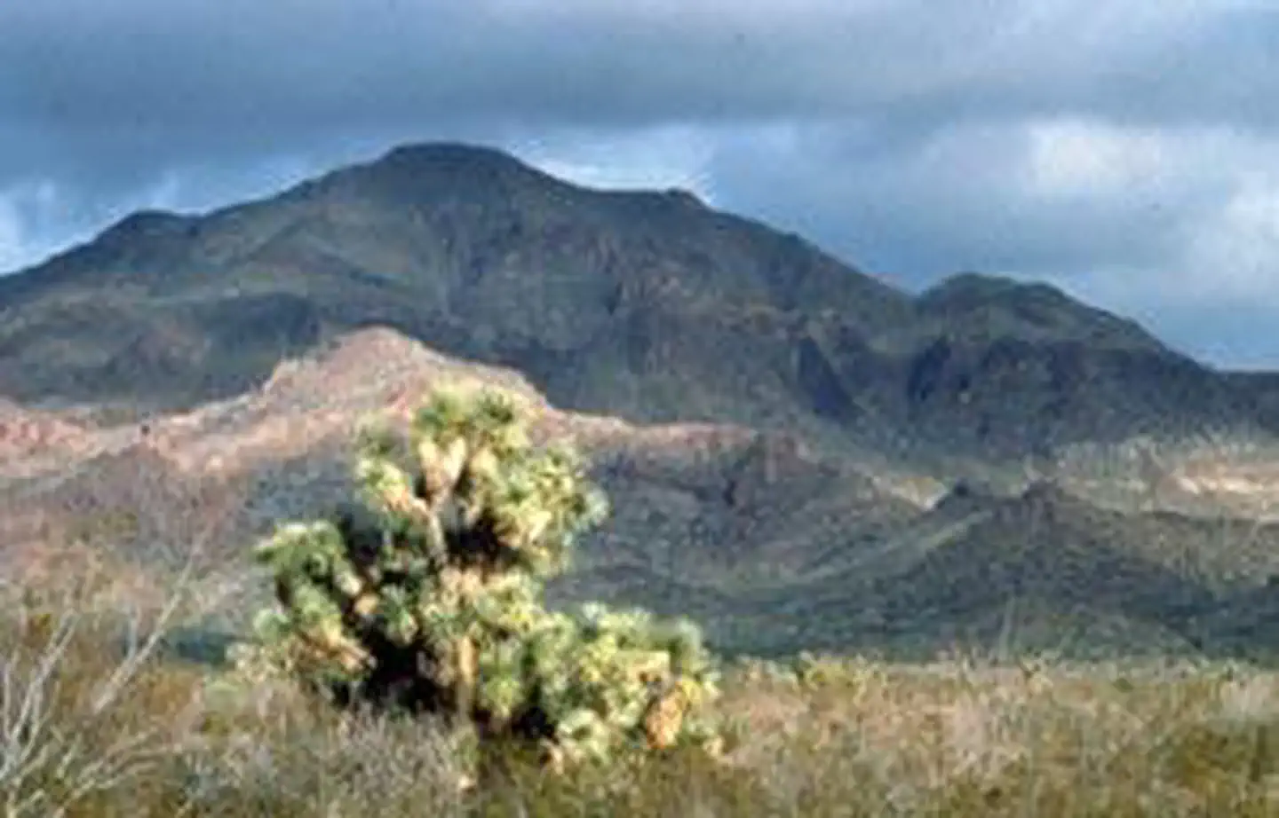 Tres Alamos Wilderness