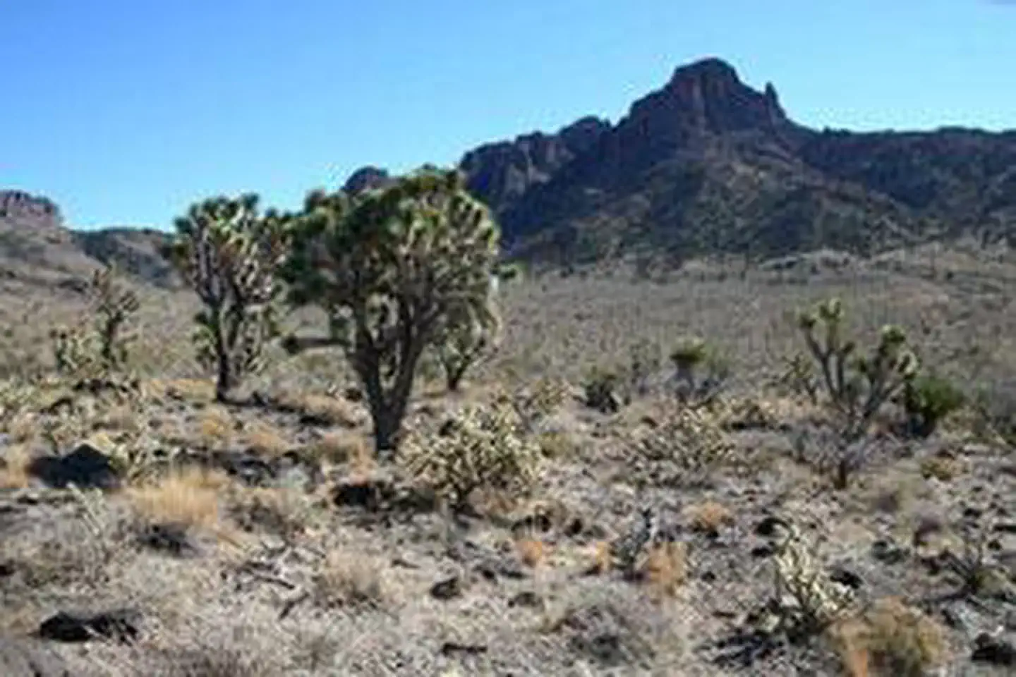 Mount Tipton Wilderness