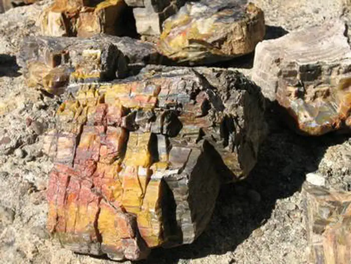 Escalante Petrified Forest State Park — Petrified Wood