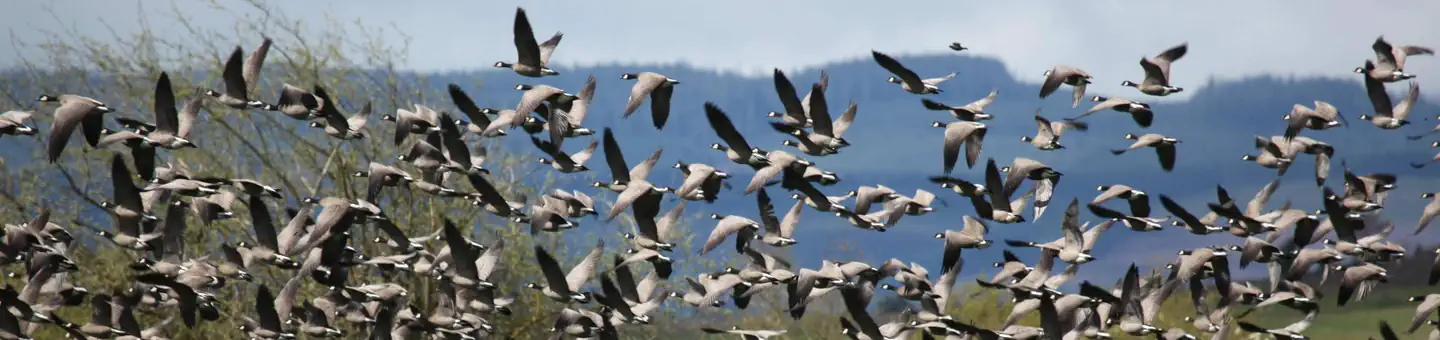Baskett Slough National Wildlife Refuge