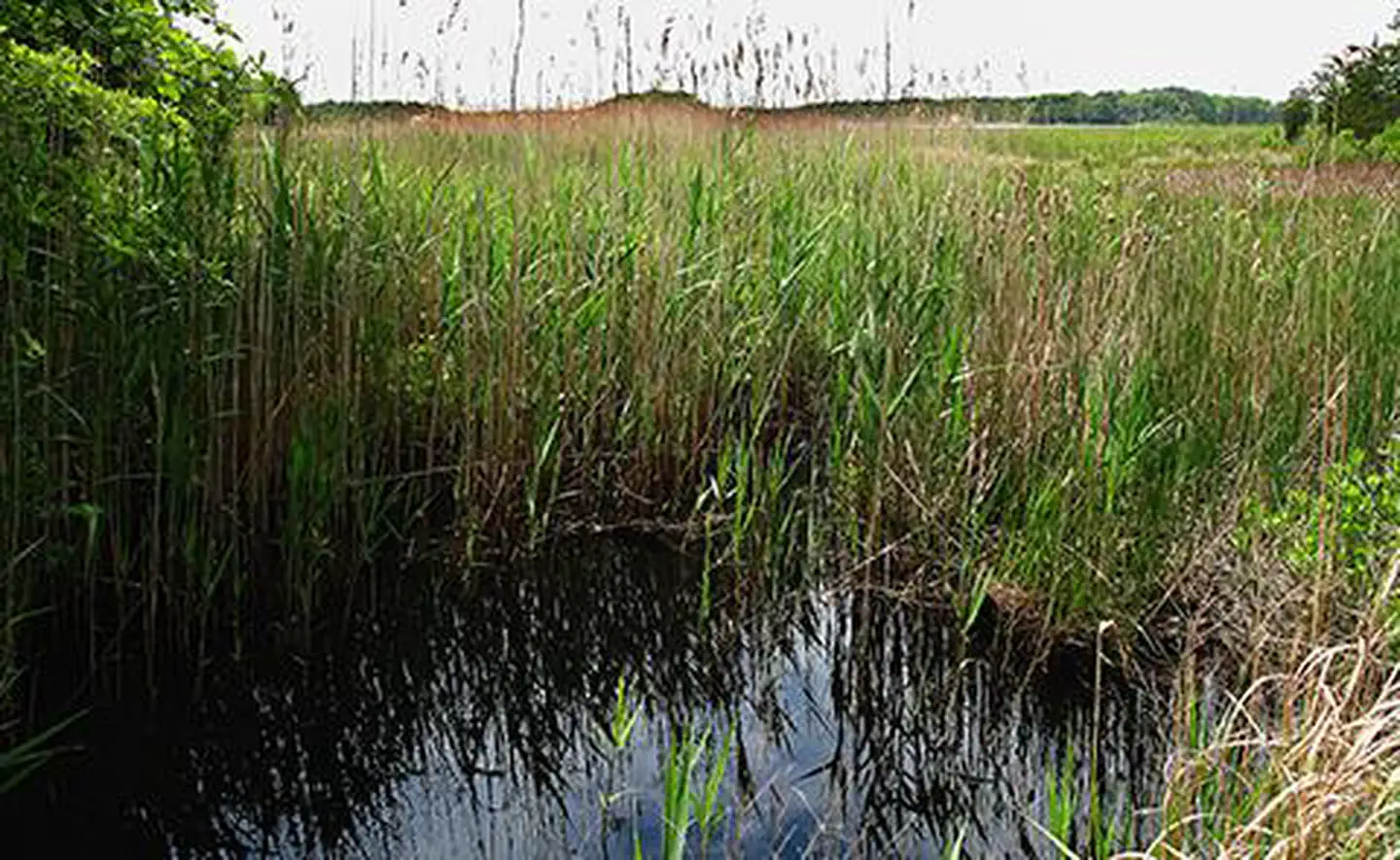Waquoit Bay National Estuarine Research Reserve — View of marsh at Waquoit Bay National Estuarine Research Reserve
