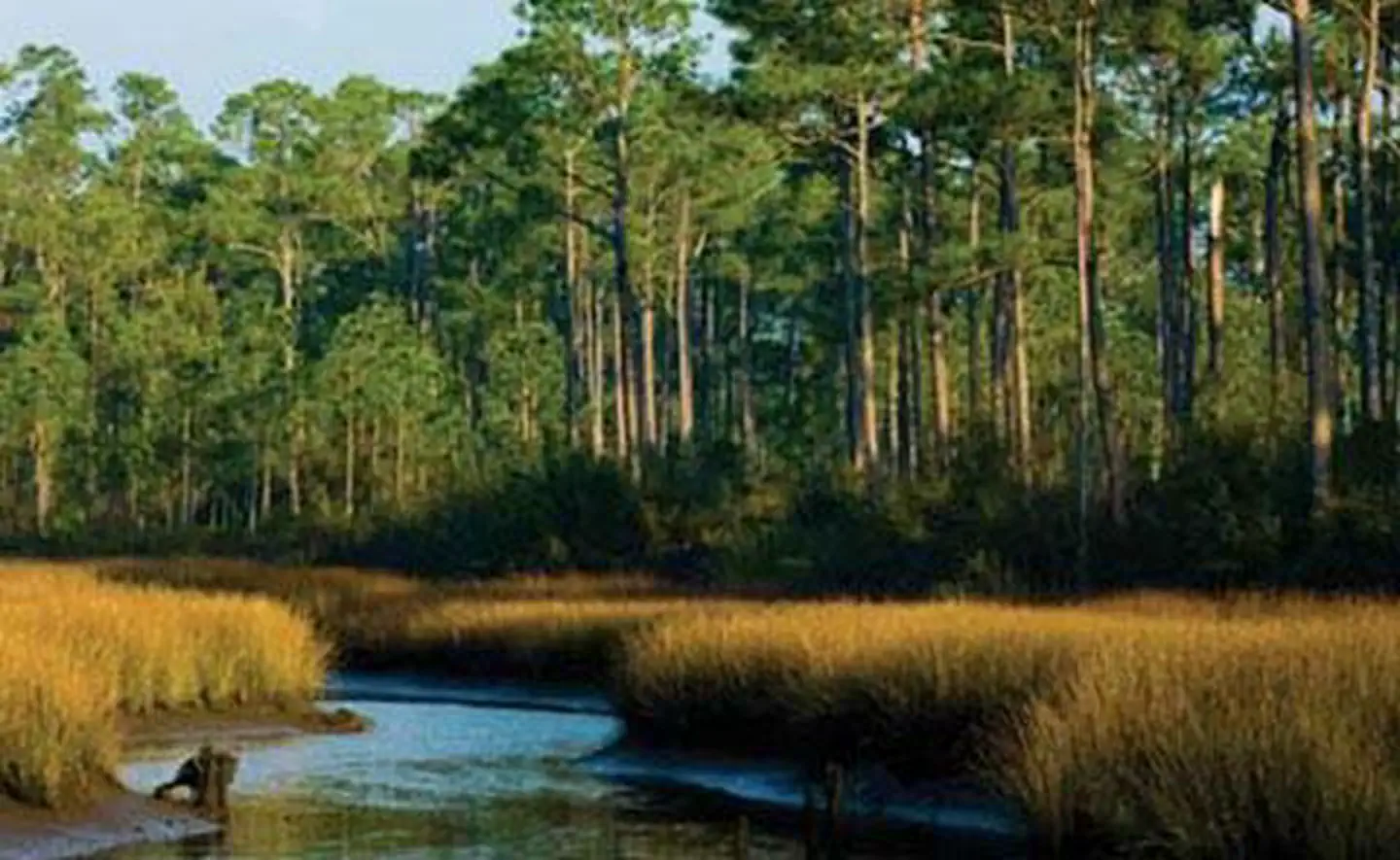 Grand Bay National Estuarine Research Reserve
