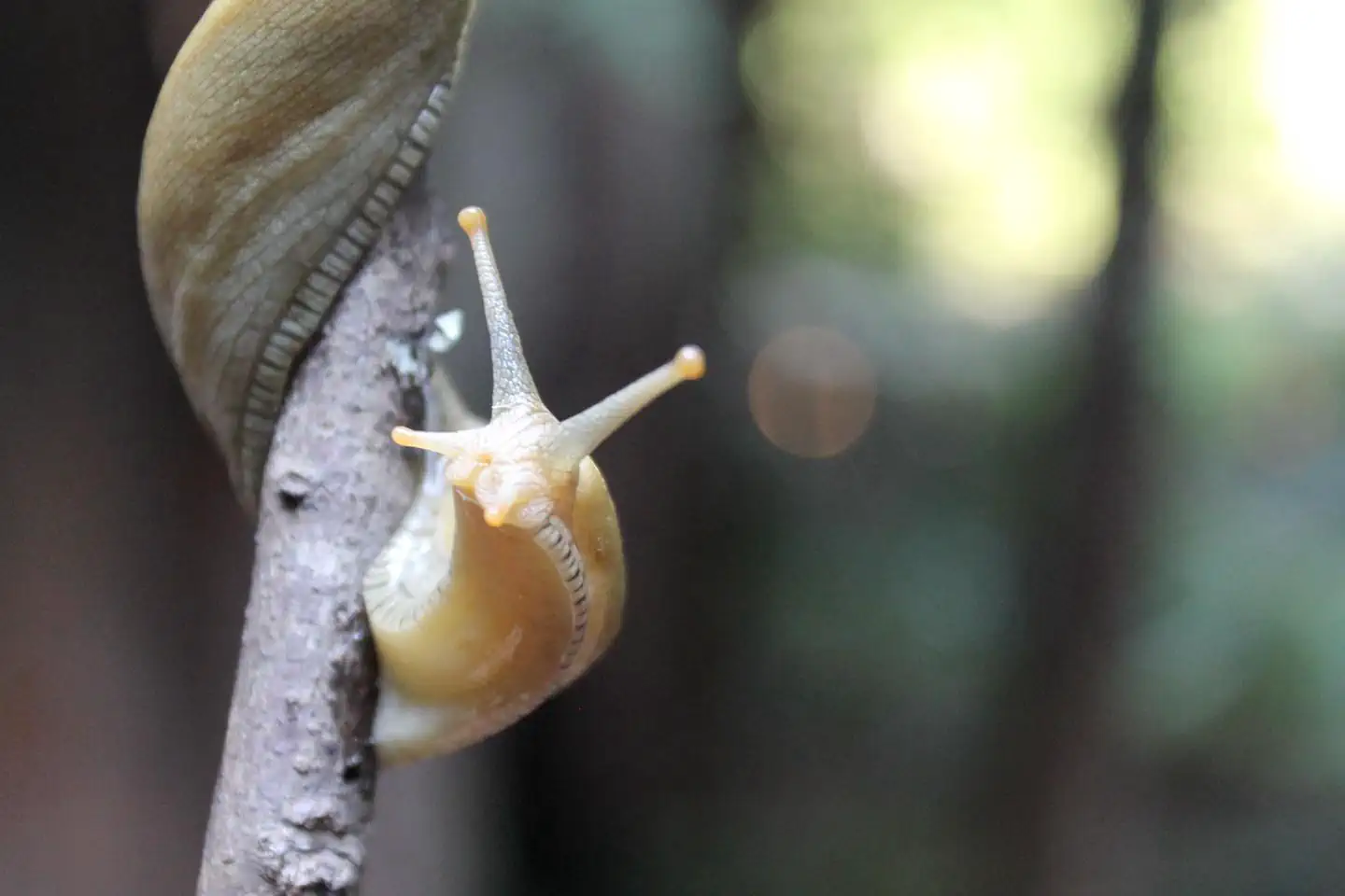 Muir Woods National Monument — Banana Slug