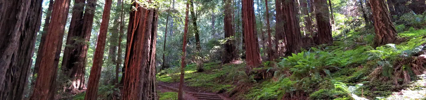 Muir Woods National Monument — Muir Woods National Monument