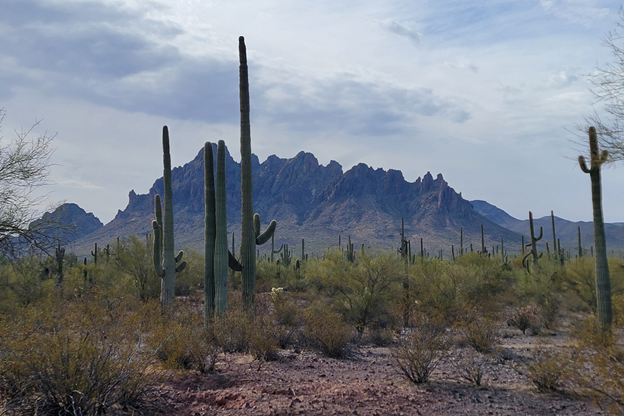 Ironwood Forest National Monument