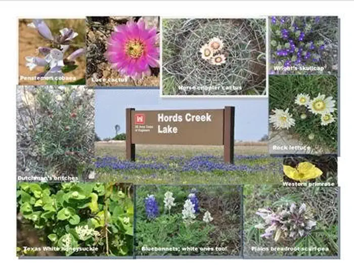 Hords Creek Lake — Flowers surrounding sign