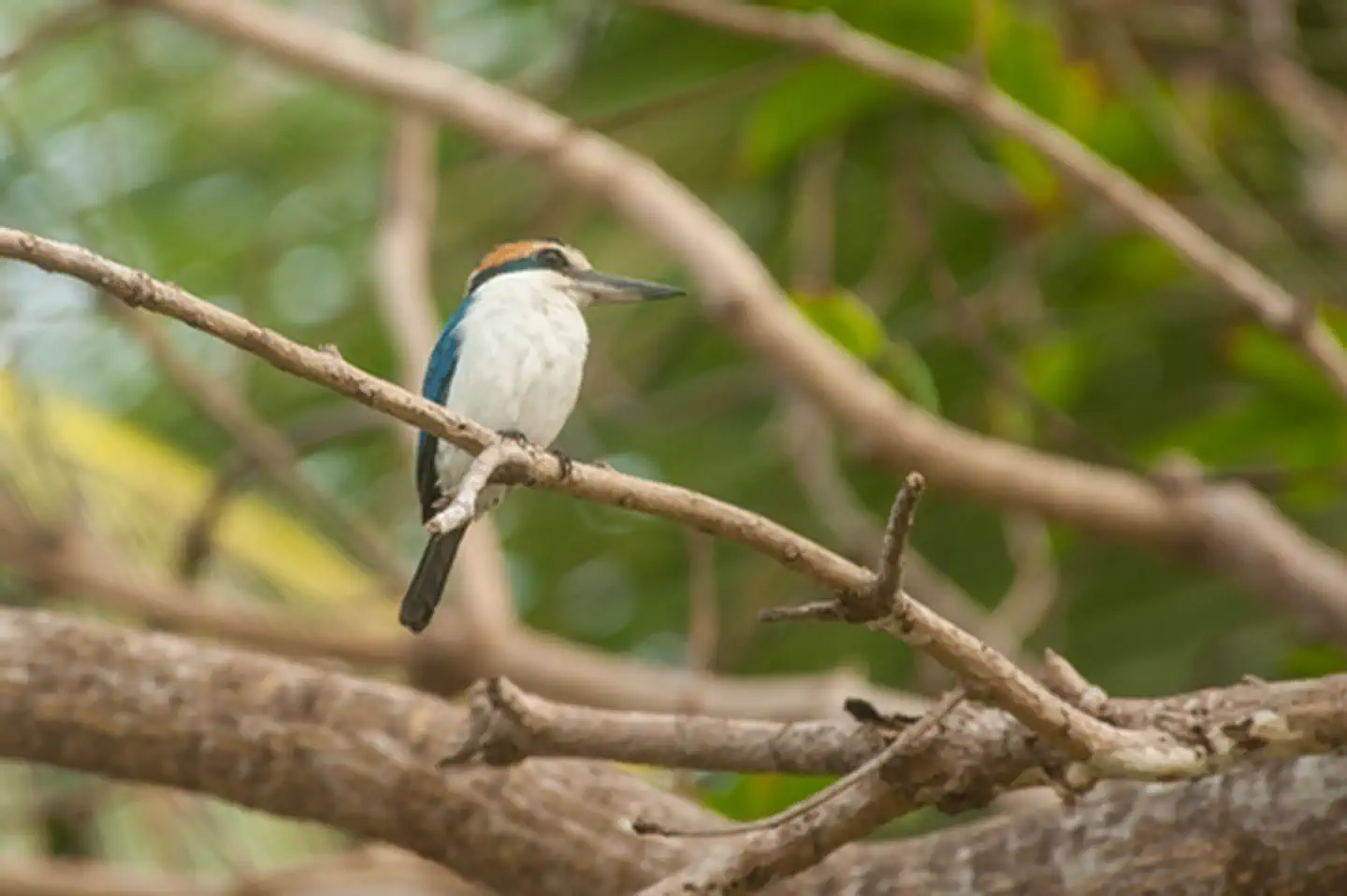 National Park of American Samoa — King Fisher bird