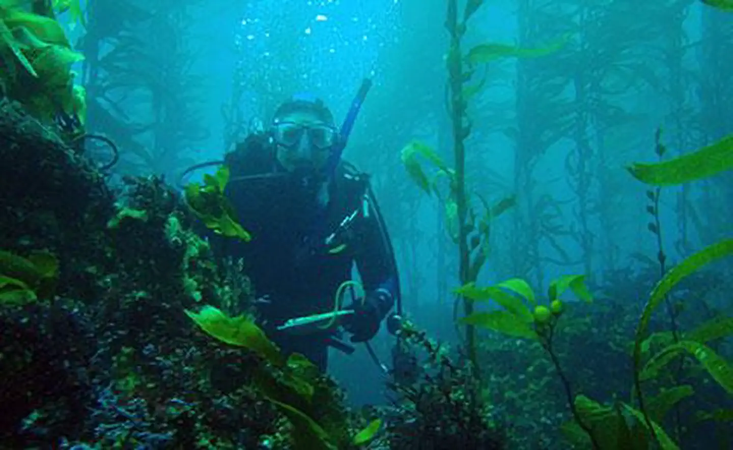 Channel Islands National Marine Sanctuary — Diver in Channel Islands kelp forest.