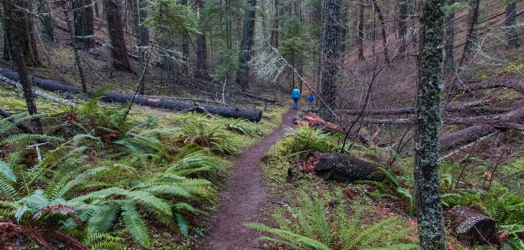 Enchanted Forest/Felton Trail