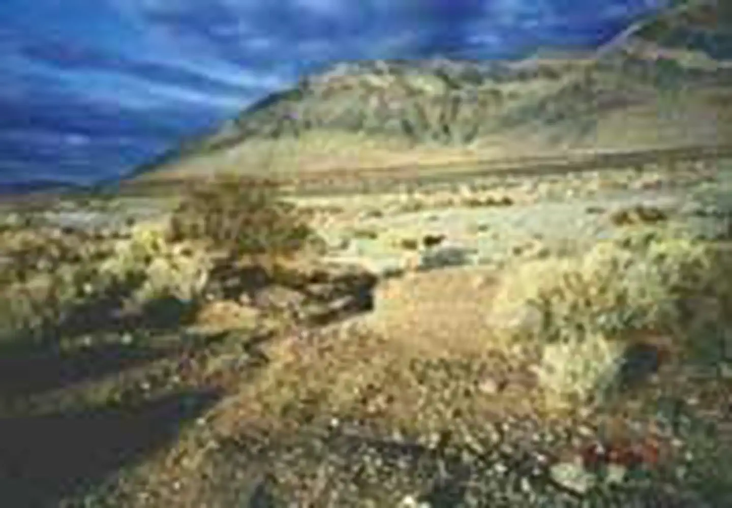 Resting Spring Range Wilderness