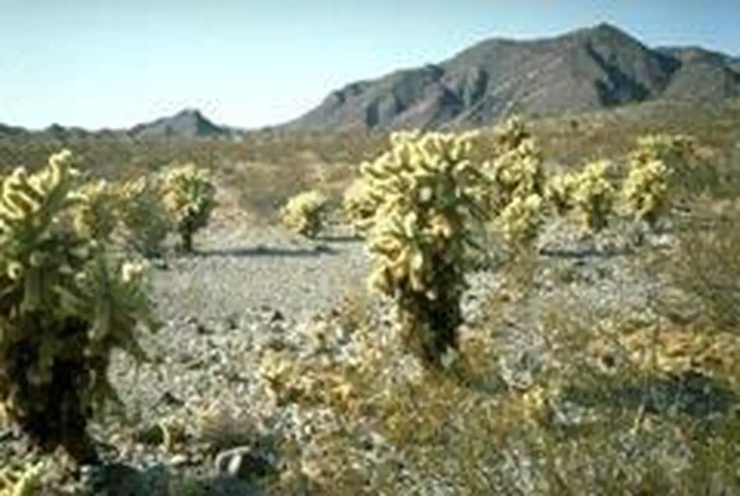 Bigelow Cholla Garden Wilderness