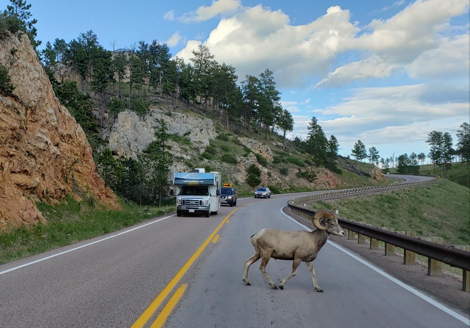 Jewel Cave National Monument — Rocky Mountain Bighorn Sheep