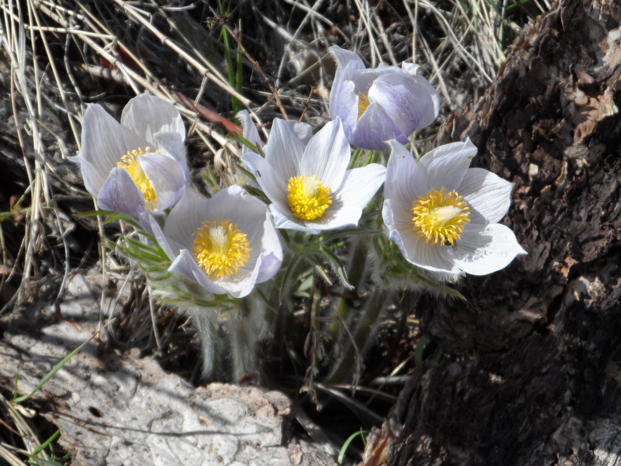 Jewel Cave National Monument — Pasque Flowers in Bloom