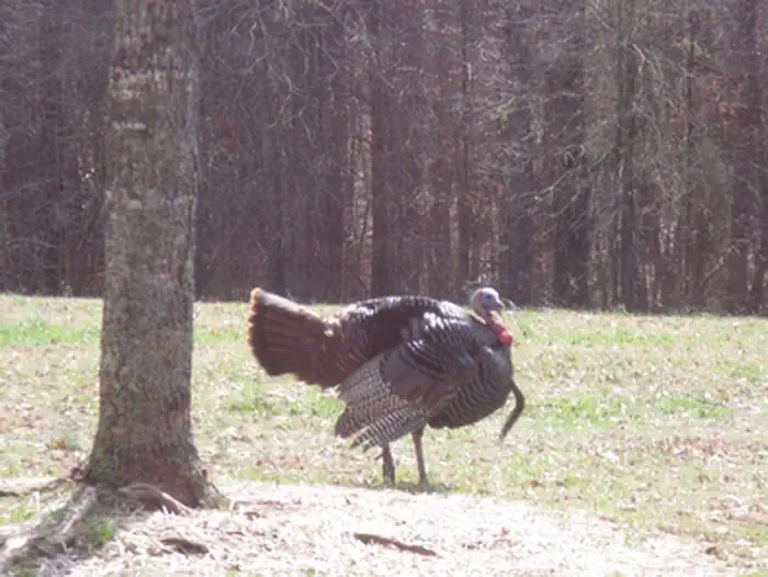 Cowpens National Battlefield — Tom Turkey