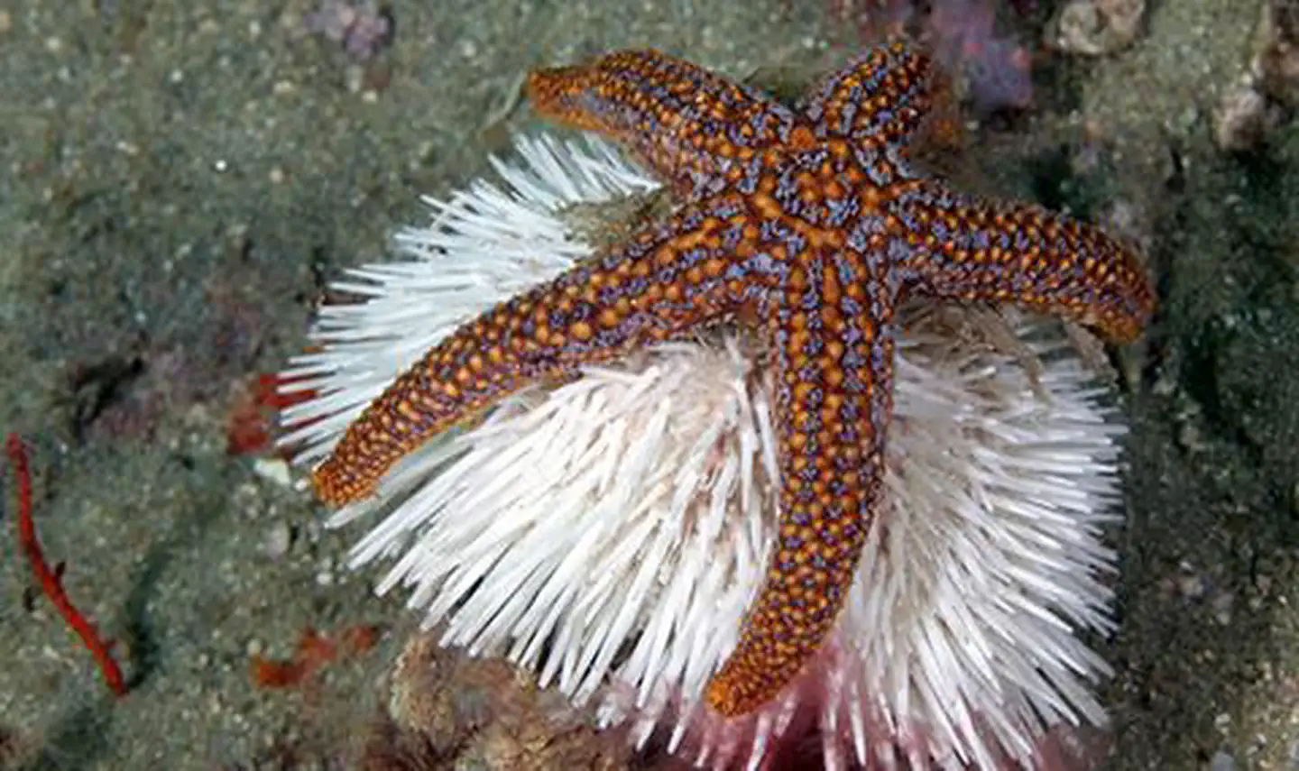Gray's Reef National Marine Sanctuary — Sea star and urchin hanging out in Gray's Reef National Marine Sanctuary