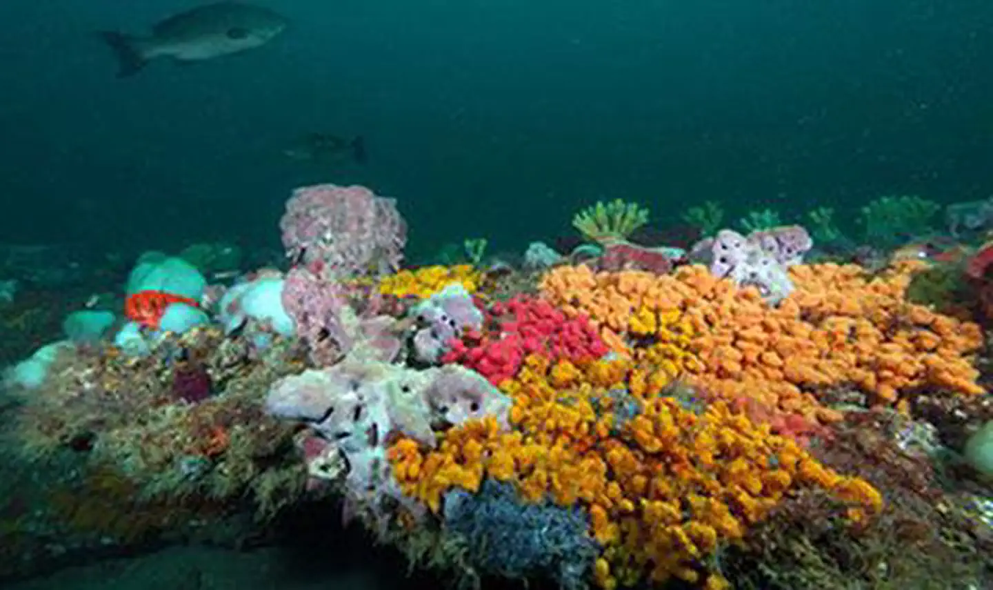Gray's Reef National Marine Sanctuary — Scamp cruising over Live Bottom