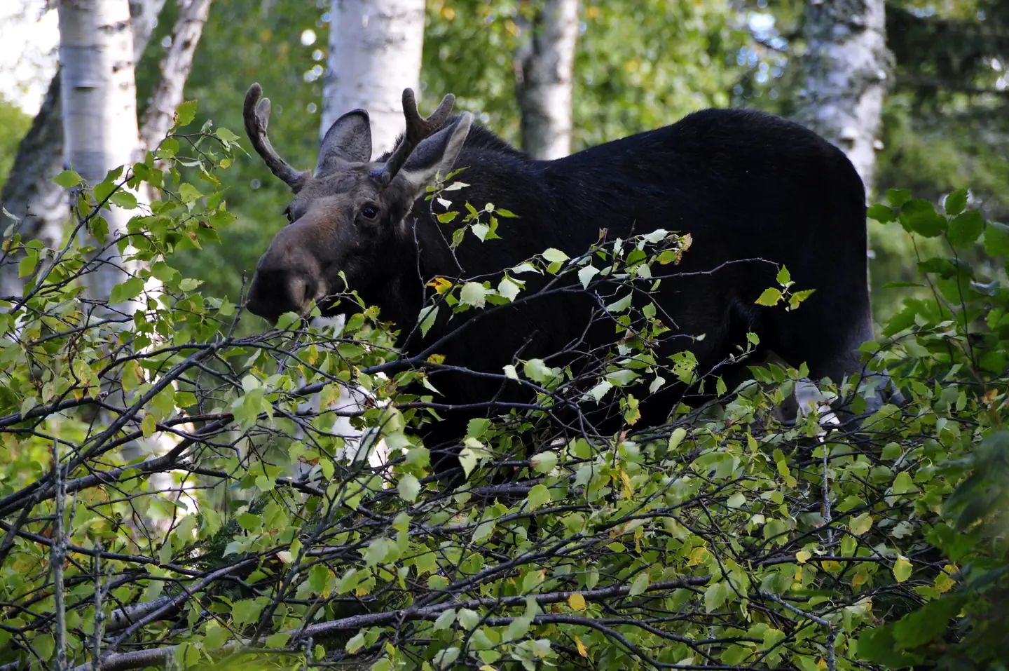 Isle Royale National Park — Bull Moose