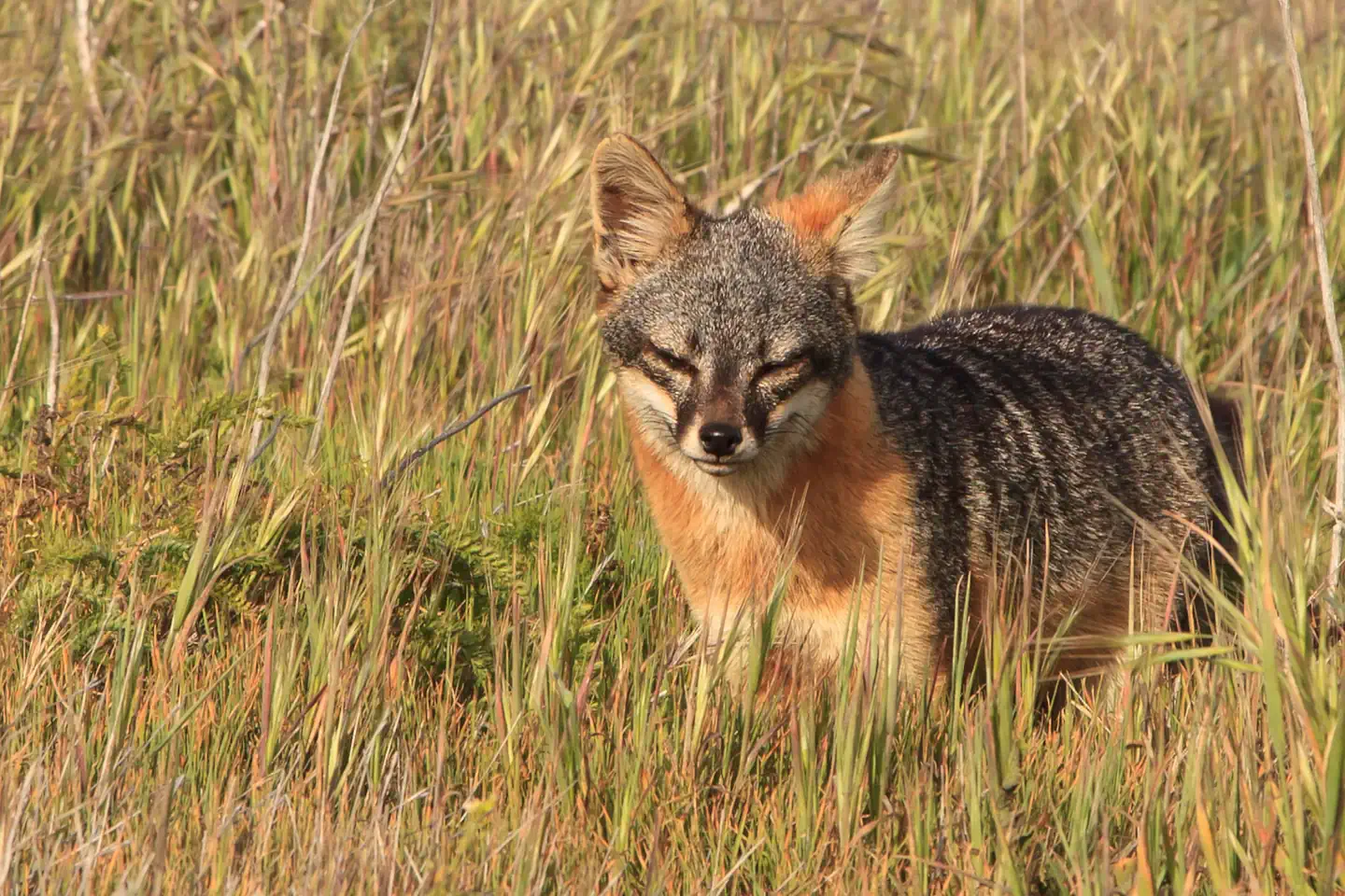 Channel Islands National Park — Island Fox by Tim Hauf