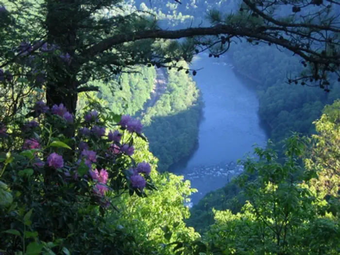 New River Gorge National Park & Preserve — Rhododendron at Turkey Spur
