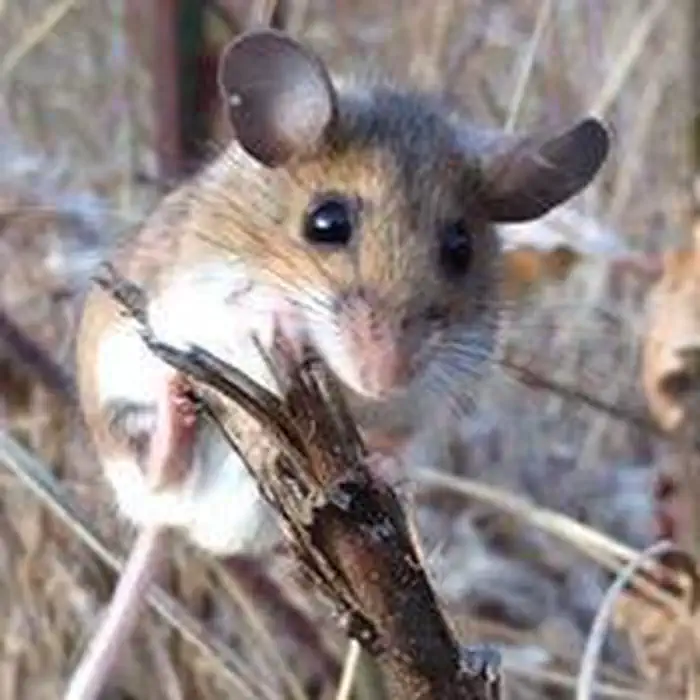 West Hill Dam — Field mouse clinging to small tree stump with ears perked.