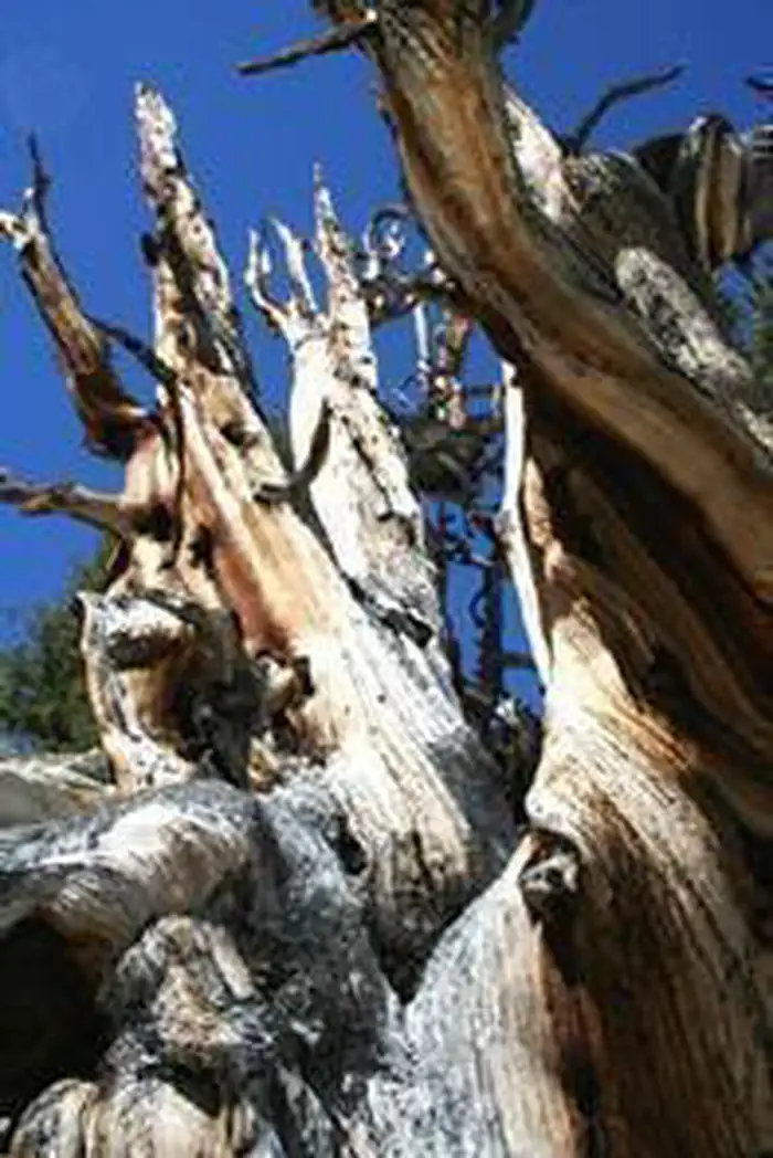 White Mountains Wilderness