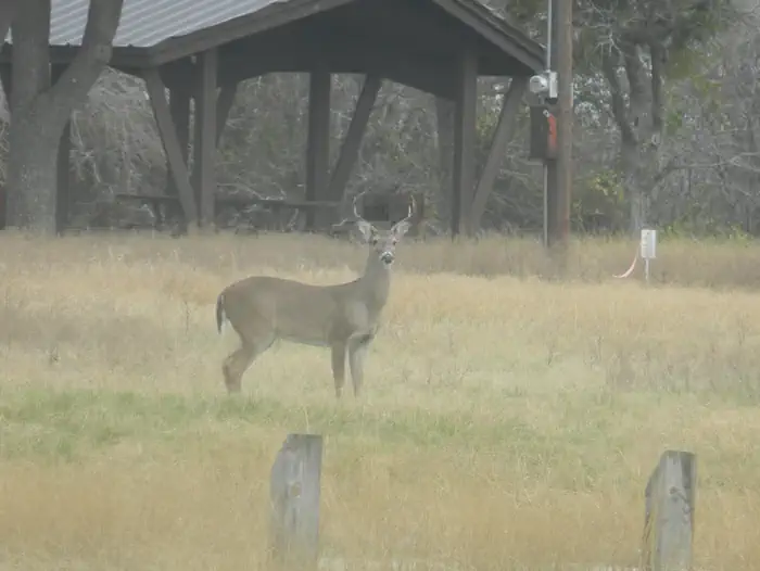 Georgetown Lake — lake georgetown wildlife
