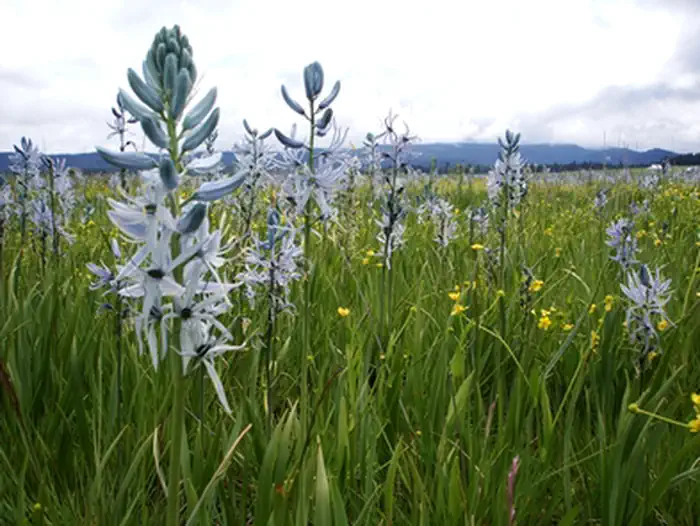 Nez Perce National Historical Park