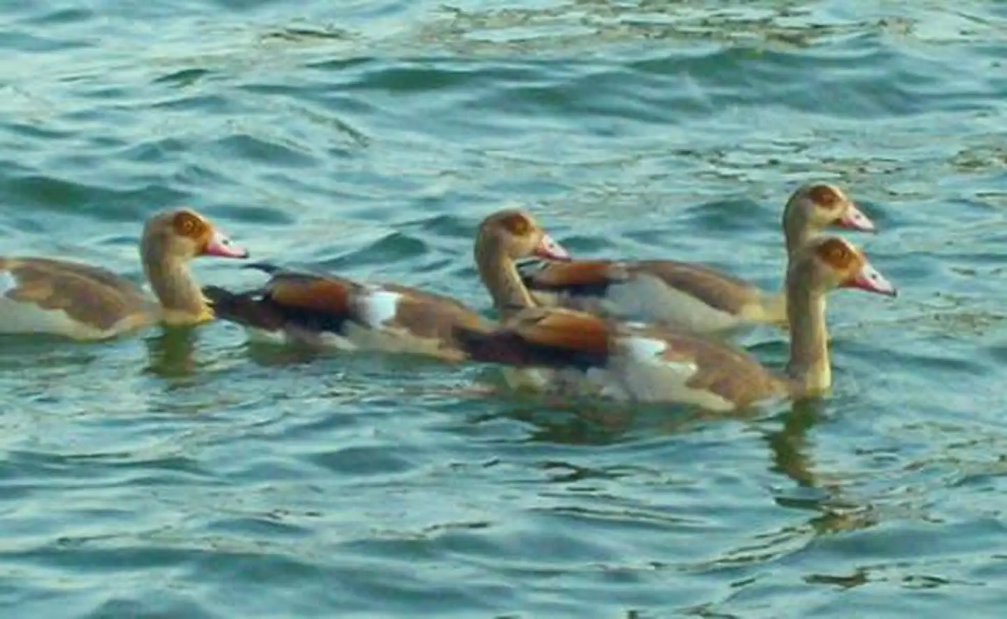 Beach City Lake