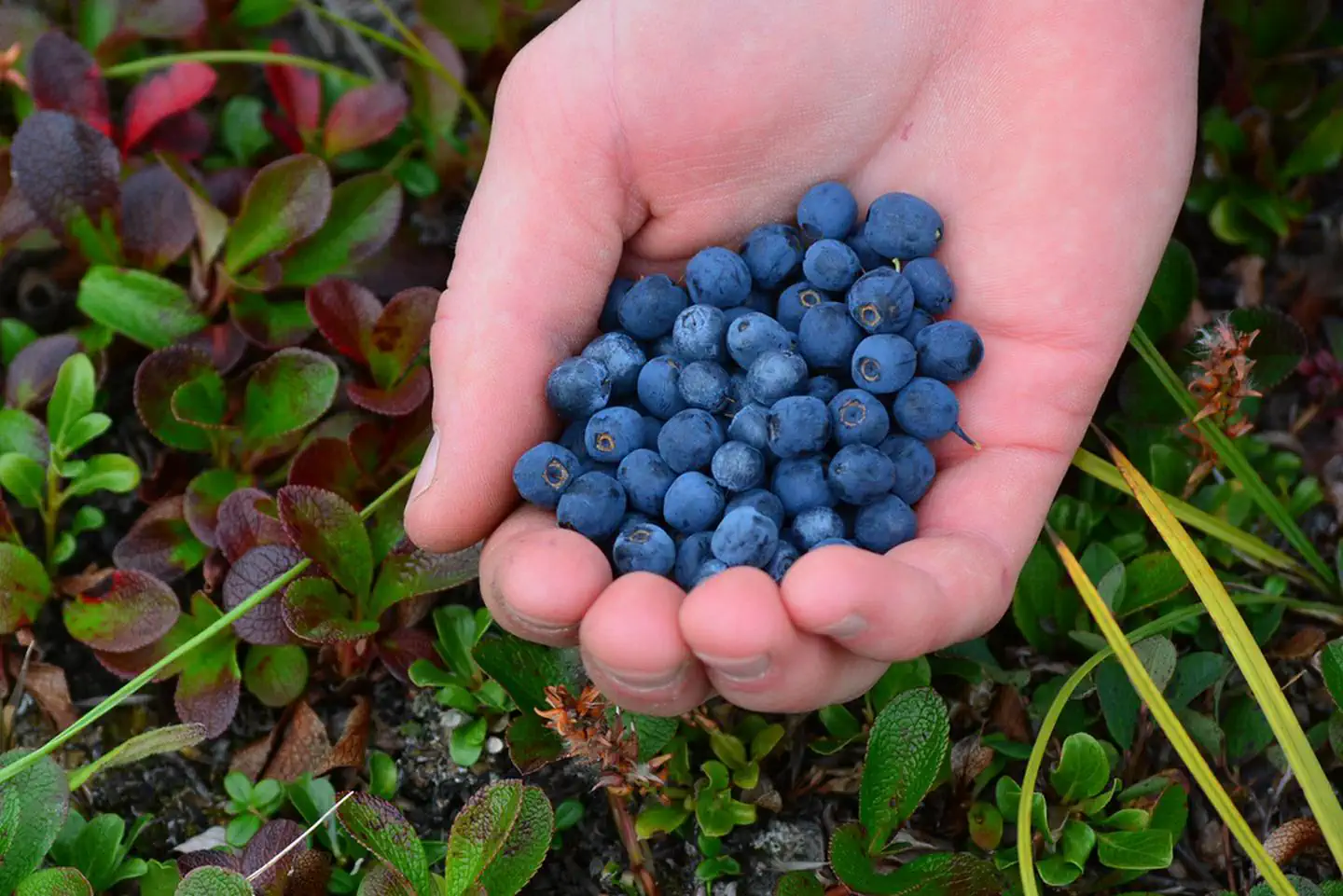 Gates Of The Arctic National Park & Preserve — Blueberries