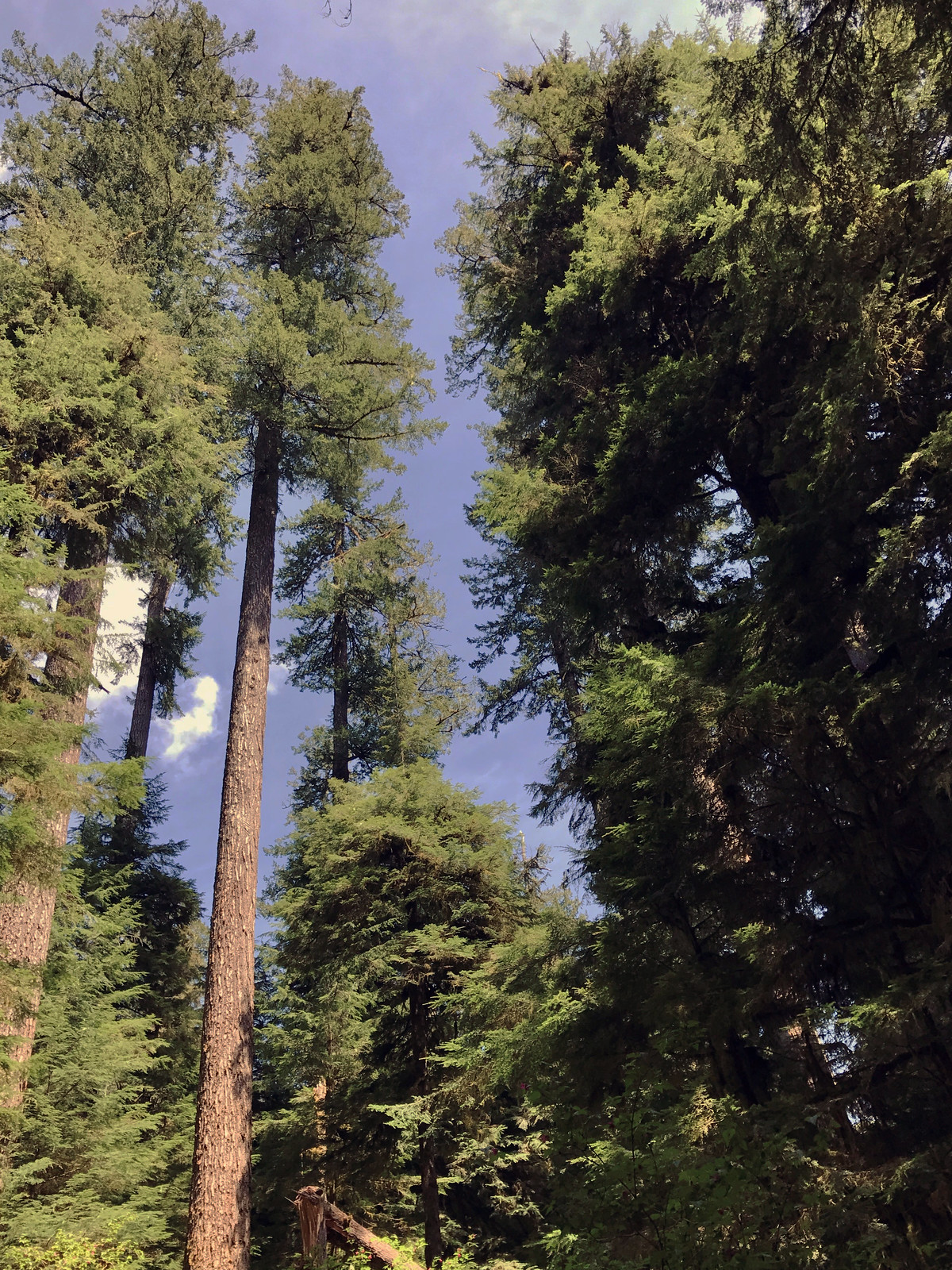 Valley of the Giants Outstanding Natural Area — Tall trees on display in the Valley of the Giants.