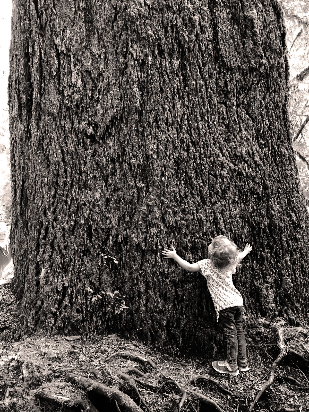 Valley of the Giants Outstanding Natural Area — A child hugs a tree in the Valley of the Giants.