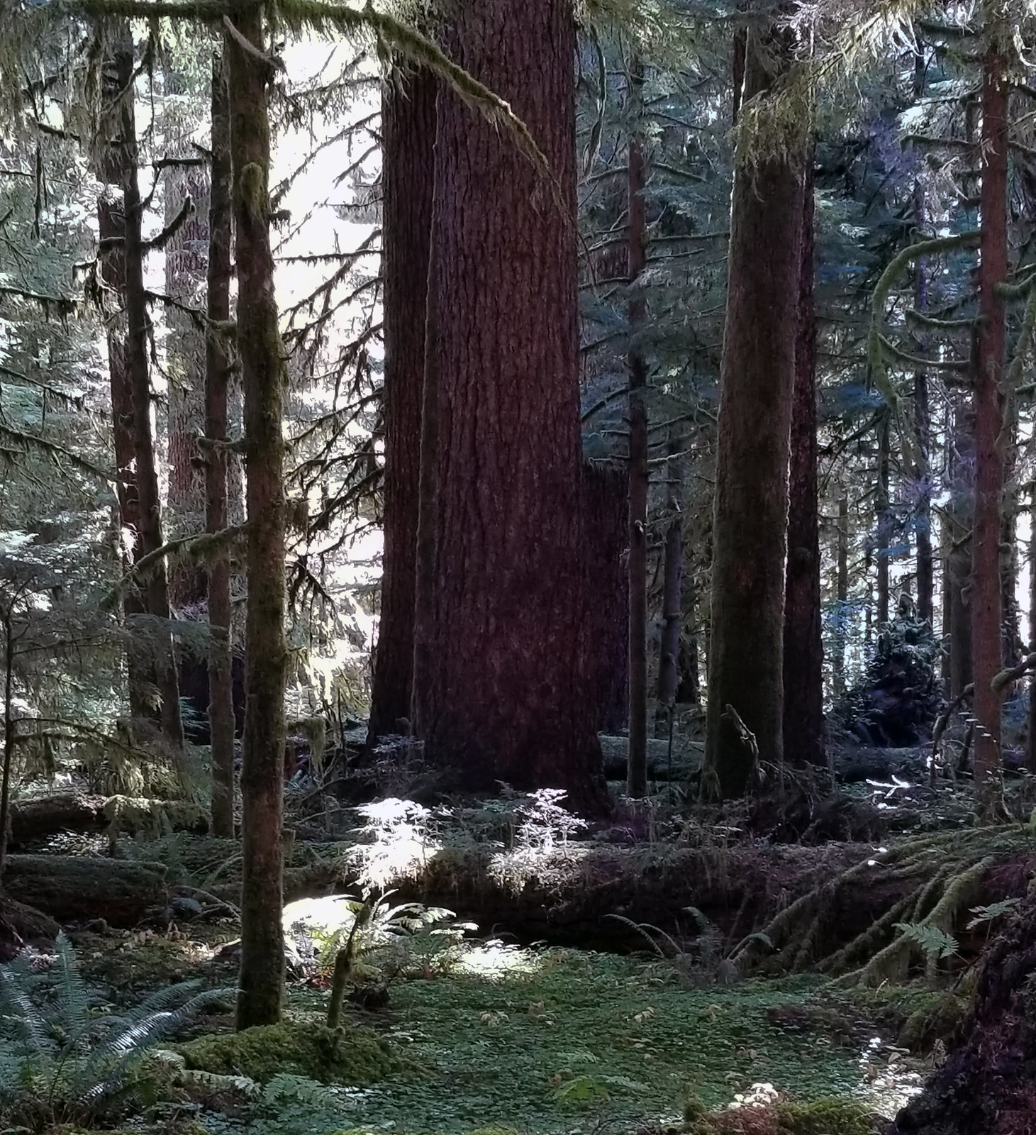 Valley of the Giants Outstanding Natural Area
