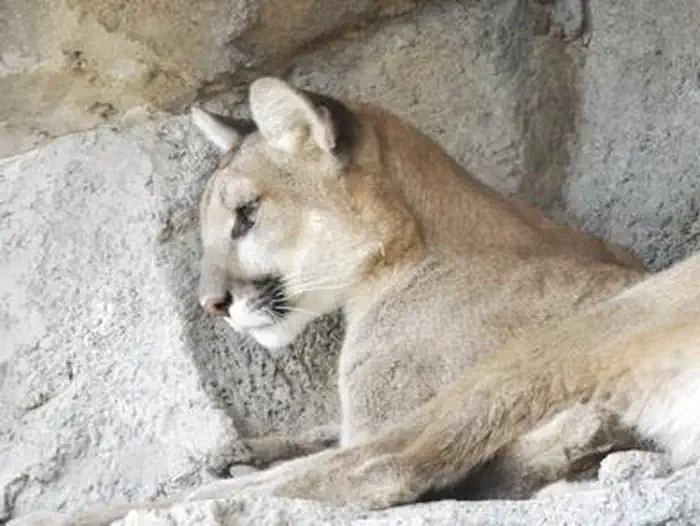 Living Desert Zoo and Gardens State Park