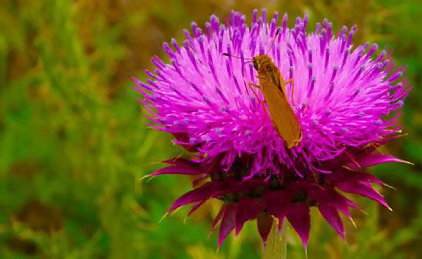 Willow Creek — Butterfly on a pink flower