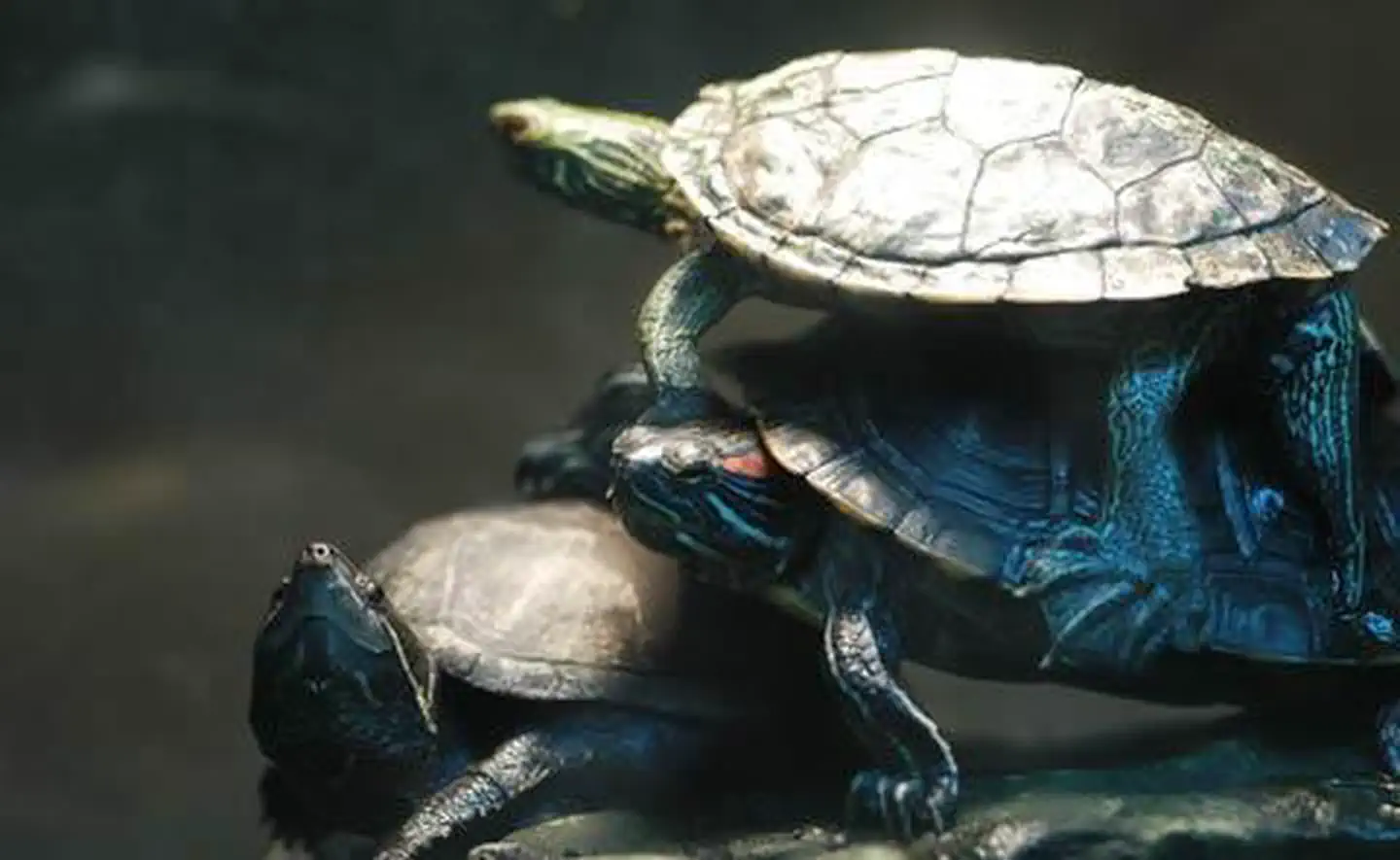 Hills Creek Lake — Turtles climbing each other