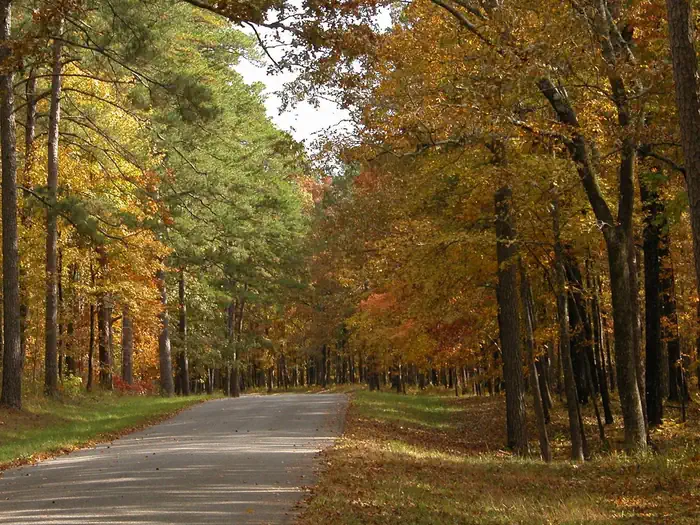 National Forests in Mississippi — National Forest in Mississippi