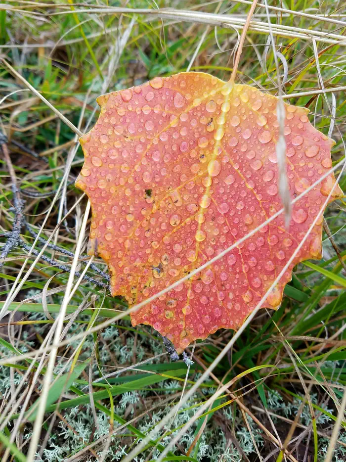 Hiawatha National Forest — Hiawatha National Forest Fall colors
