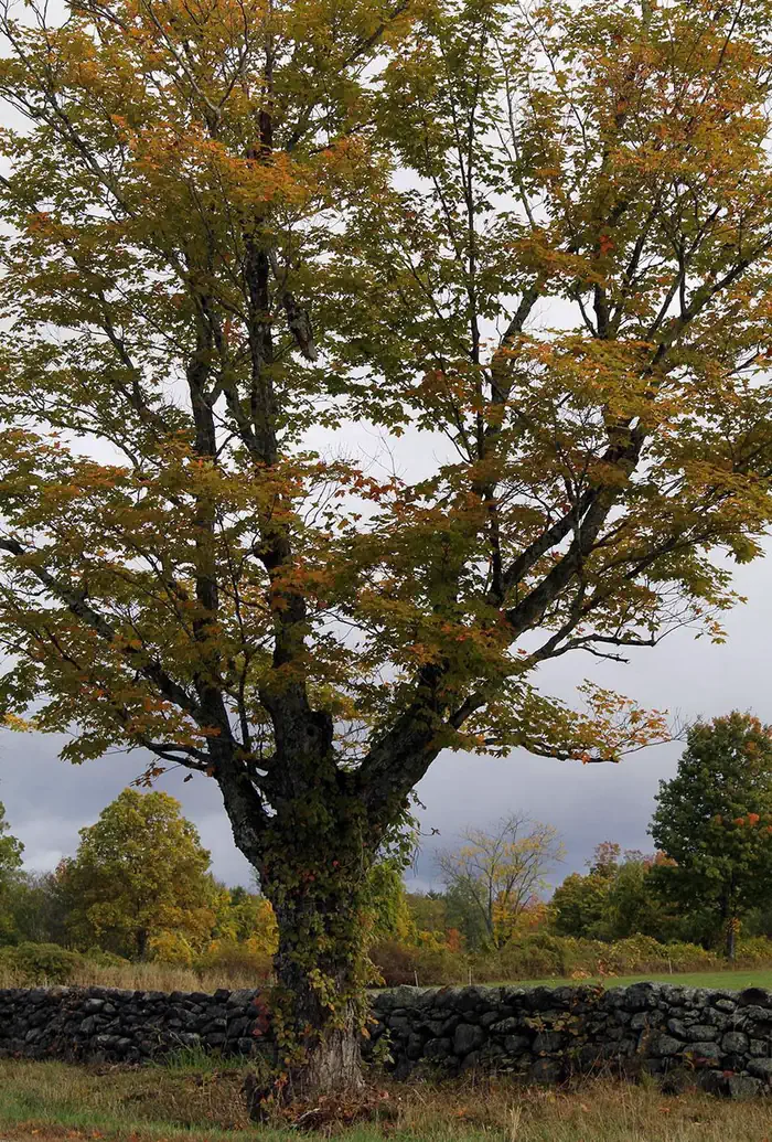 Green Mountain & Finger Lakes National Forests — Green Mountain & Finger Lakes National Forests Fall colors