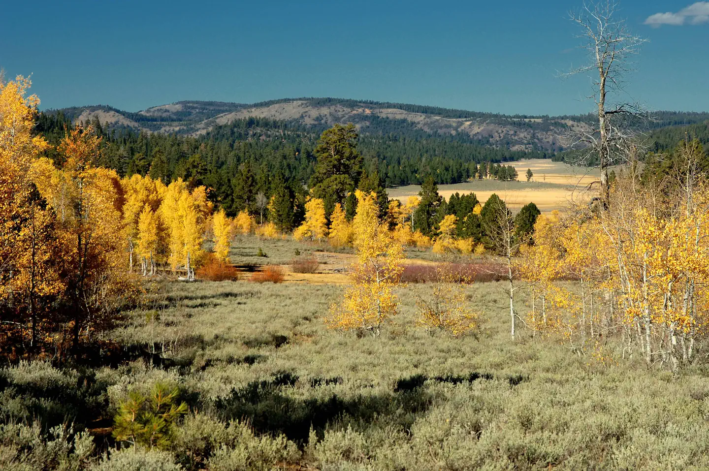 Fremont-Winema National Forest — Freemont - Winema National Forest Bull Prairie