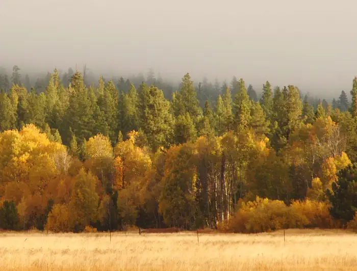 Fremont-Winema National Forest — Freemont - Winema National Forest
