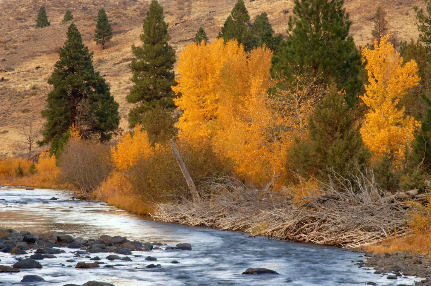 Fremont-Winema National Forest — Freemont - Winema National Forest