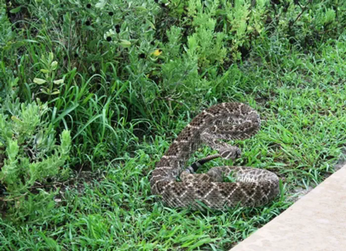Palo Alto Battlefield National Historical Park — Rattlesnake