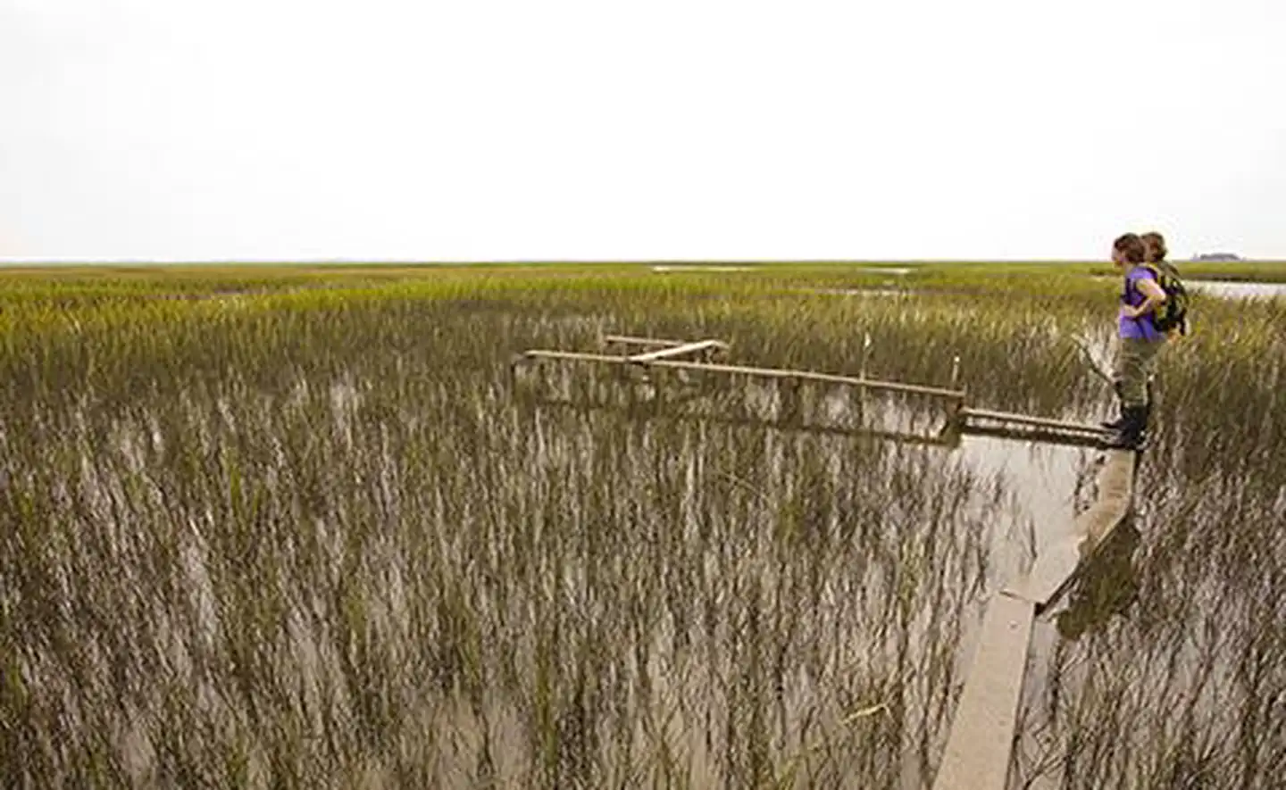 North Inlet-Winyah Bay National Estuarine Research Reserve — Conducting a transect within the North Inlet-Winyah National Estuarine Research Reserve, South Carolina