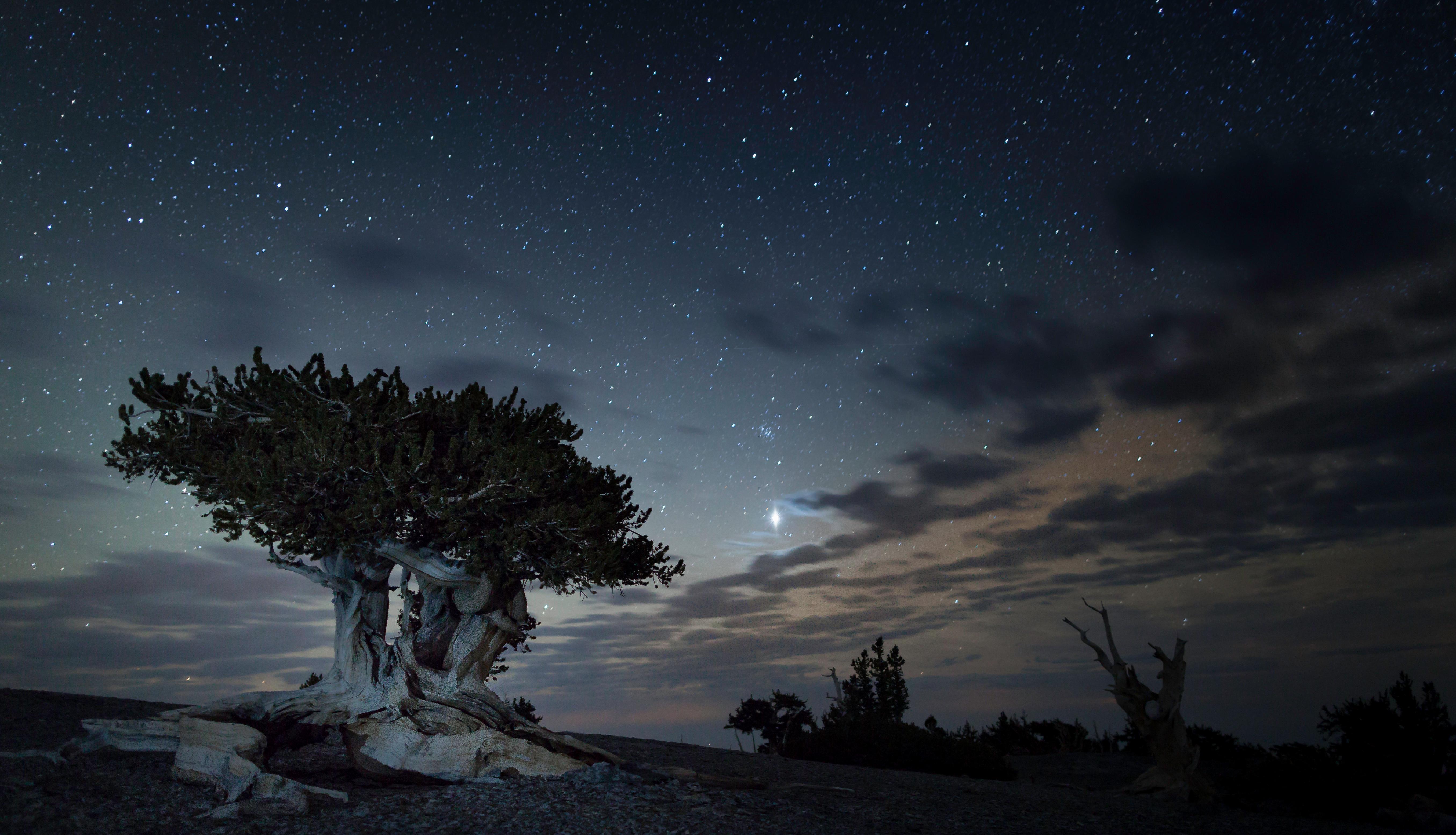 Great Basin National Park — Bristlecone at night