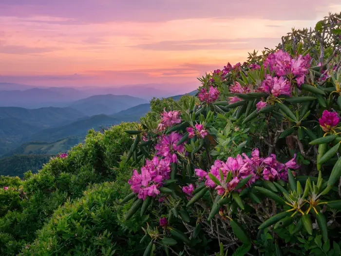National Forests in North Carolina — Rhododendrons in foreground on mountainside, Pisgah National Forest
